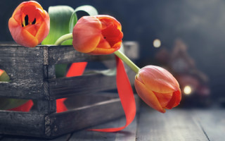 Wooden crate flower basket red - betty merken free wallpaper