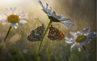 Butterflies flower rain water droplets - two butterfly free wallpaper