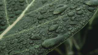 Water drops leaf macro photorealism - a close up of a leaf free wallpaper