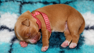 Small brown dog sleeping blue - ribbon free wallpaper