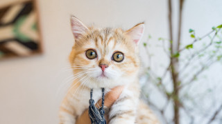 Surprised cat on arm blurry - bian jingzhao free wallpaper