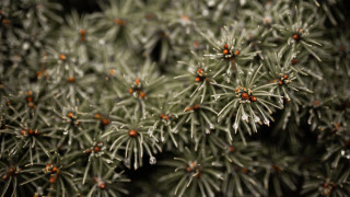 Red flowered plant closeup macro - the leaf free wallpaper for desktop