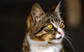 Cat yellow eyes looking distance 2 - a blurry background of the image free wallpaper