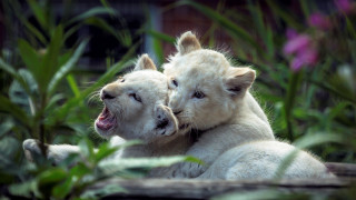 White lions cuddling grass sharp - their mouth wide open free wallpaper