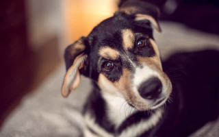 Dog sitting bed sad look - his face free wallpaper