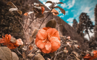 Flower field sky clouds nature 2 - nature photography free wallpaper