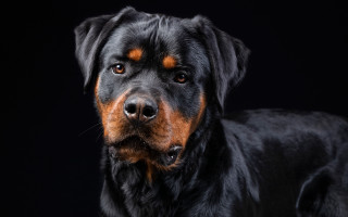 Black brown dog animal photography - dog free wallpaper