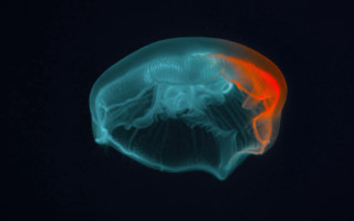 Jellyfish red tail night biolu - a red tail free wallpaper