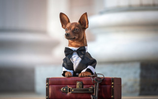 Small dog suit bowtie suitcase - a leash free wallpaper