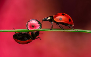 Ladybugs greenleaf pinkflower macro ArieSmit - the other side free wallpaper