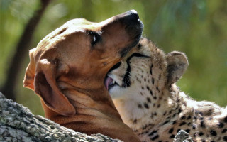 Dog cat playing sun tree - a dog and a cat free wallpaper