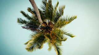 Palm tree blue sky clouds 9 - a few leaf free wallpaper