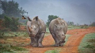 Two rhinos wildlife butterfly dirt - wild free wallpaper