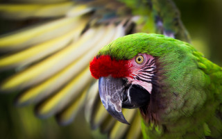 Green parrot red head wings - a red head free wallpaper for desktop