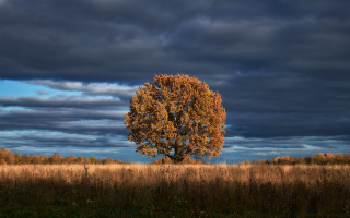 Tree field cloudy sky grass - chris friel free wallpaper