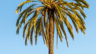 Palm tree plane blue sky - palm tree free wallpaper