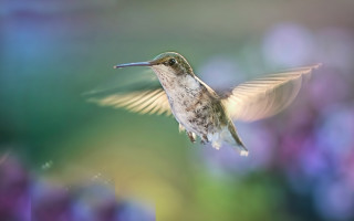 Hummingbird flower bokeh macro wings - a flower in the background free wallpaper