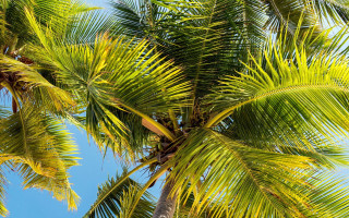 Palm tree blue sky clouds 6 - palm tree free wallpaper