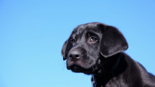 Black dog blue sky collar - a black collar free wallpaper
