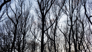 Winter bare trees blue sky - cornelia parker free wallpaper for desktop