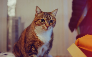 Sad cat on bed photorealistic - f 1. free wallpaper