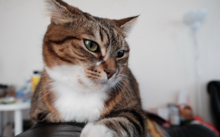 Serious cat blackchair 3d blueeyes - f 1. free wallpaper for desktop