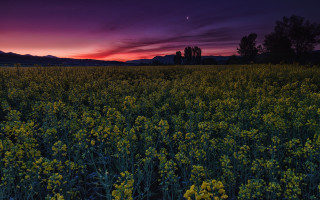 Flower field sunset mountains pink 2 - a field of flowers free wallpaper