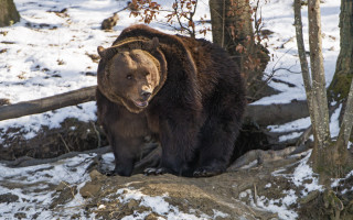 Brown bear snowy forest log - top of a snow free wallpaper