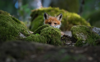 Fox curious blue eyes mossy - a fox free wallpaper