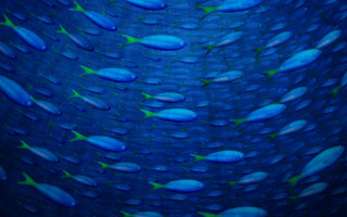 Blue fish ocean waterdrops green - image free wallpaper