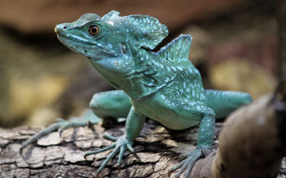 Lizard smiling branch zoo green - a lizard free wallpaper