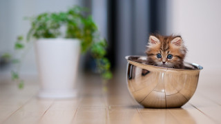 Kitten metal bowl plant blue - a wooden floor next free wallpaper