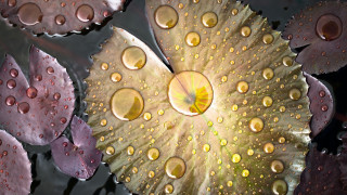 Leaf water droplets macro planet - a close up of a leaf free wallpaper