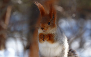 Squirrel surprised chippy furry puzzle - a squirrel free wallpaper