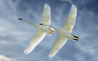 White birds flying cloudy sky - a cloudy background free wallpaper