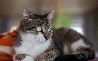 Black cat bed blurry background - a bed free wallpaper for desktop