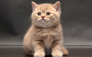 Small kitten sad look camera - a small kitten free wallpaper