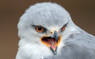 Bird beak orange eyes white - orange eye free wallpaper