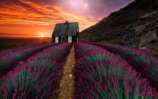 Lavender field sunset matte painting - arie smit free wallpaper