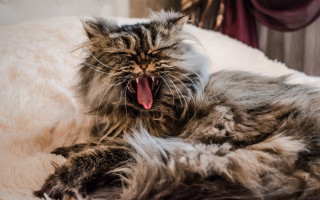 Cat yawning bed renaissance photorealistic - renaissance free wallpaper