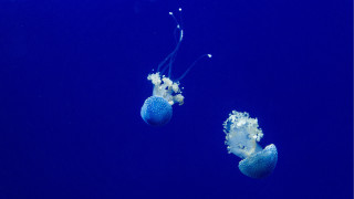 Jellyfish blue ocean bubbles night - bubble free wallpaper