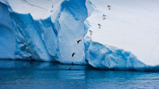 Penguins flying glacier wall ecological - a group of penguins free wallpaper