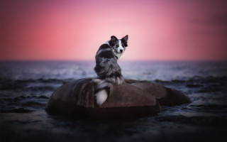 Dog rock water sunset pink - elke vogelsang free wallpaper