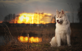 White dog lake sunset furry - a white dog free wallpaper