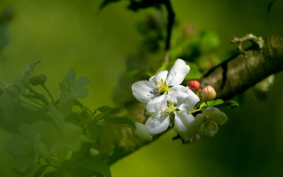 White flower macro garden nature - a white flower free wallpaper for desktop