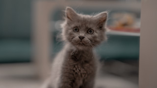 Sad kitten tiltshift blurry depthoffield - f 1. free wallpaper for desktop