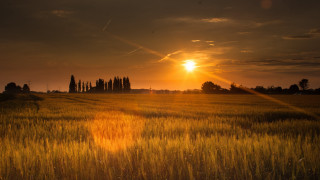 Sunset field trees clouds cityscape - a sunset in the background and trees free wallpaper