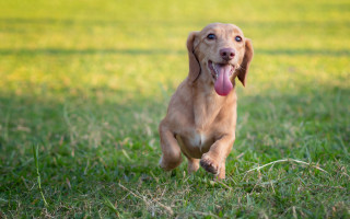 Dog running field tongue out - tongue free wallpaper
