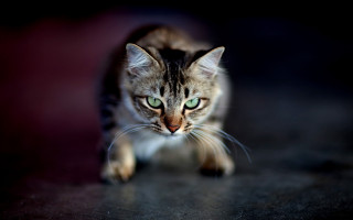 Cat walking green eyes macro - a black floor free wallpaper
