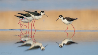 Birds water couple beach sunset - a couple of birds free wallpaper
